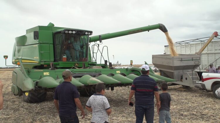 Comprará Segalmex 521 mil toneladas de maíz para dar cumplimiento al PACIC