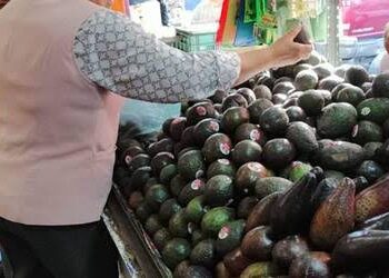 ¡Por los cielos! Precio del aguacate alcanza los 150 pesos