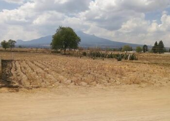 Sigue la renta de tierras por falta de crédito para sembrar