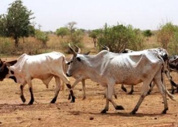 Pega duro la sequía a ganadería en zonas ejidales 