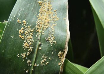 Piden a agricultores atacar plaga de pulmón amarillo en sorgo