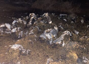 Hallan abandonados 200 Kilos de marihuana quemándose, Culiacán