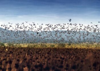 Amenaza paloma ala blanca producción de sorgo en norte de Tamaulipas