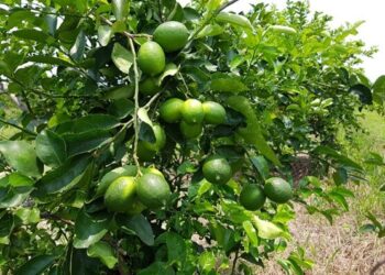 Amplía frontera citrícola de limón italiano a 5 mil hectáreas en Tamaulipas