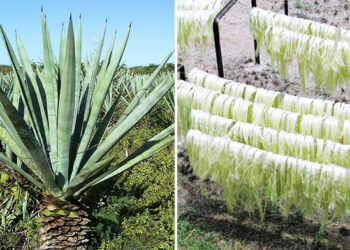 Incluyen el henequén al programa de reforestación Sembrando Vida