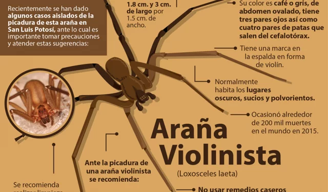 Medidas que te ayudarán a evitar a las arañas violinistas