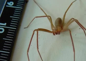 Medidas que te ayudarán a evitar a las arañas violinistas