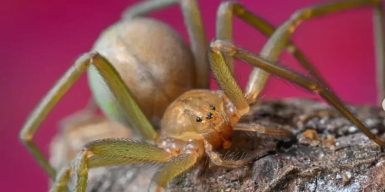 Medidas que te ayudarán a evitar a las arañas violinistas