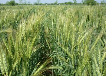 Registran exportaciones agroalimentarias de México valor más alto en 30 años