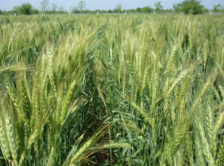 Registran exportaciones agroalimentarias de México valor más alto en 30 años