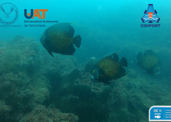 Descubre la UAT sistema arrecifal en costas de Tampico, Tamaulipas