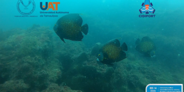 Descubre la UAT sistema arrecifal en costas de Tampico, Tamaulipas