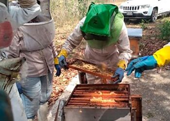 Aumenta 25 % producción de miel en cinco estados, con programa sanitario 