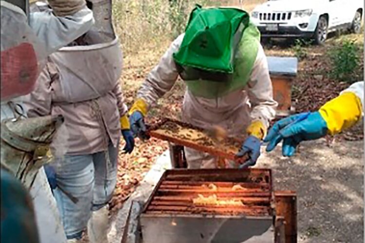 Aumenta 25 % producción de miel en cinco estados, con programa sanitario 