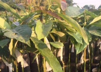 Impulsan cultivo de aguacate en las regiones centro y sur de Tamaulipas