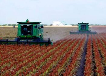 Avanzan trillas de sorgo, podrían cosechar 1.7 millones de toneladas en Tamaulipas