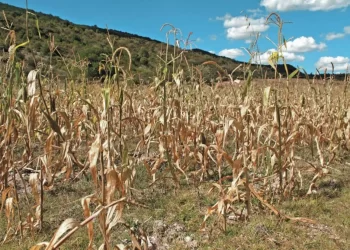 OCDE pide alinear políticas agrícolas con medidas contra el cambio climático