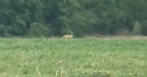 Detectan a felino grande en McAllen