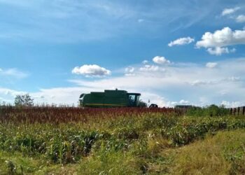 Esperan productores vender tonelada de sorgo en 6 mil 700 pesos
