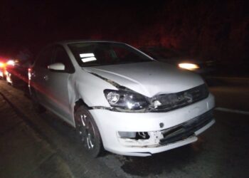 Auto arrolla a Oso en la carretera a Tula