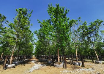 Conoce un poco sobre el Encino y El Fresno