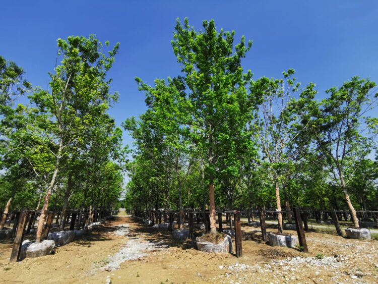 Conoce un poco sobre el Encino y El Fresno