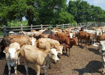 Demandan apoyos ganaderos a gobiernos estatal y federal