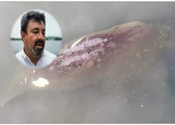 Llegan 4 manatíes a la Laguna del Carpintero