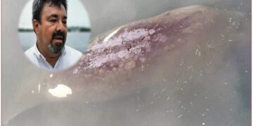 Llegan 4 manatíes a la Laguna del Carpintero