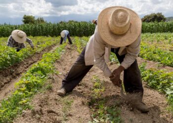 Piden corregir política de sustitución de glifosato, no es cancerígeno dice Unión Europea