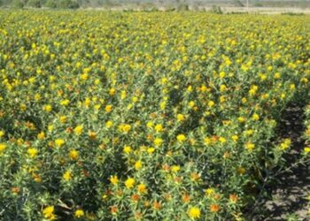 Promueve INIFAP rotación de cultivos de soya y cártamo para  sustentabilidad del campo