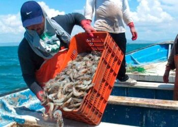 Levantan veda temporal de camarón en sistemas lagunarios del Golfo de México