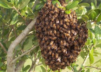 Plantean una agricultura amigable con insectos polinizadores en México