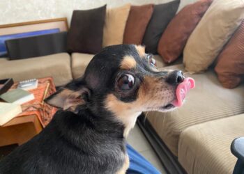 Hoy 21 de julio es el Día Internacional del perro