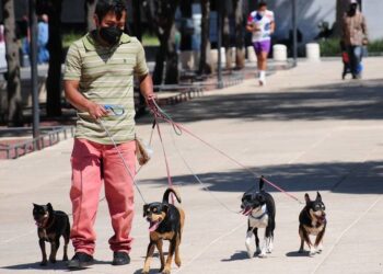 Hay en México casi 44 millones de perros, según encuesta de INEGI
