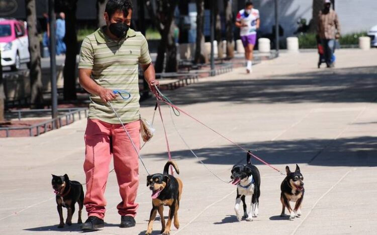Hay en México casi 44 millones de perros, según encuesta de INEGI