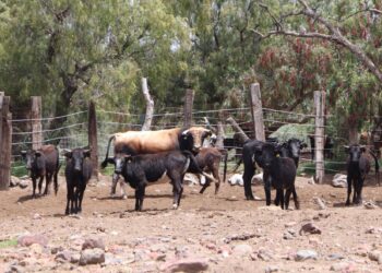 Emprende Agricultura acciones para impulsar exportación de reses bravas