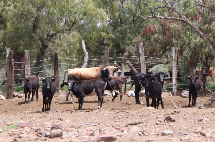 Emprende Agricultura acciones para impulsar exportación de reses bravas