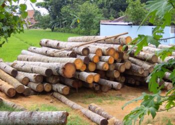 Silvicultores aprovechan solo 10 mil 500 toneladas de productos no maderable