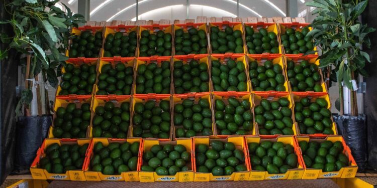 Inicia exportación de aguacate Hass de Jalisco a Estados Unidos
