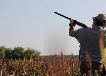 Esperan llegada de mil cazadoras de “paloma alas blancas” en Tamaulipas
