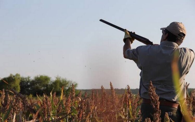 Esperan llegada de mil cazadoras de “paloma alas blancas” en Tamaulipas