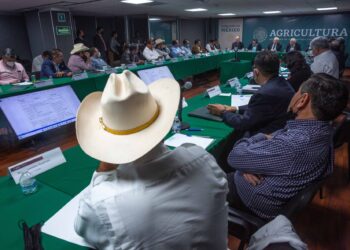 Prevén alza en producción de maíz, sorgo, frijol y trigo este año en México