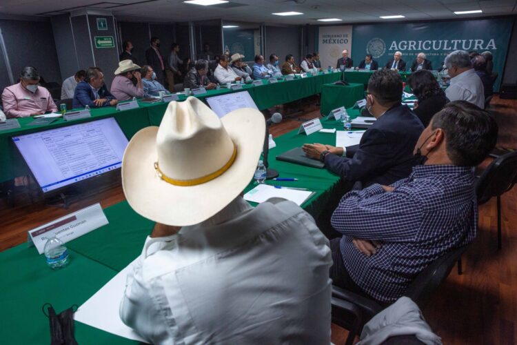 Prevén alza en producción de maíz, sorgo, frijol y trigo este año en México