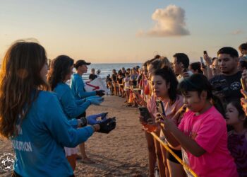 Liberan a cientos de tortugas en la Isla del Padre