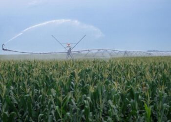 Sequía y cortes de agua afectan cultivos en Sur de Texas