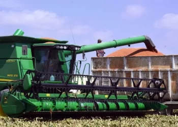 Auguran cosecha de 1.8 millones de toneladas de sorgo en Tamaulipas