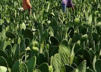 Buscan industrializar el nopal