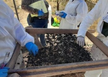 Hallan más de 3 mil restos óseos calcinados en ‘narco cementerio’ de Chihuahua