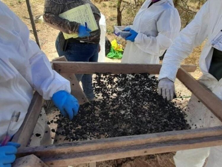 Hallan más de 3 mil restos óseos calcinados en ‘narco cementerio’ de Chihuahua